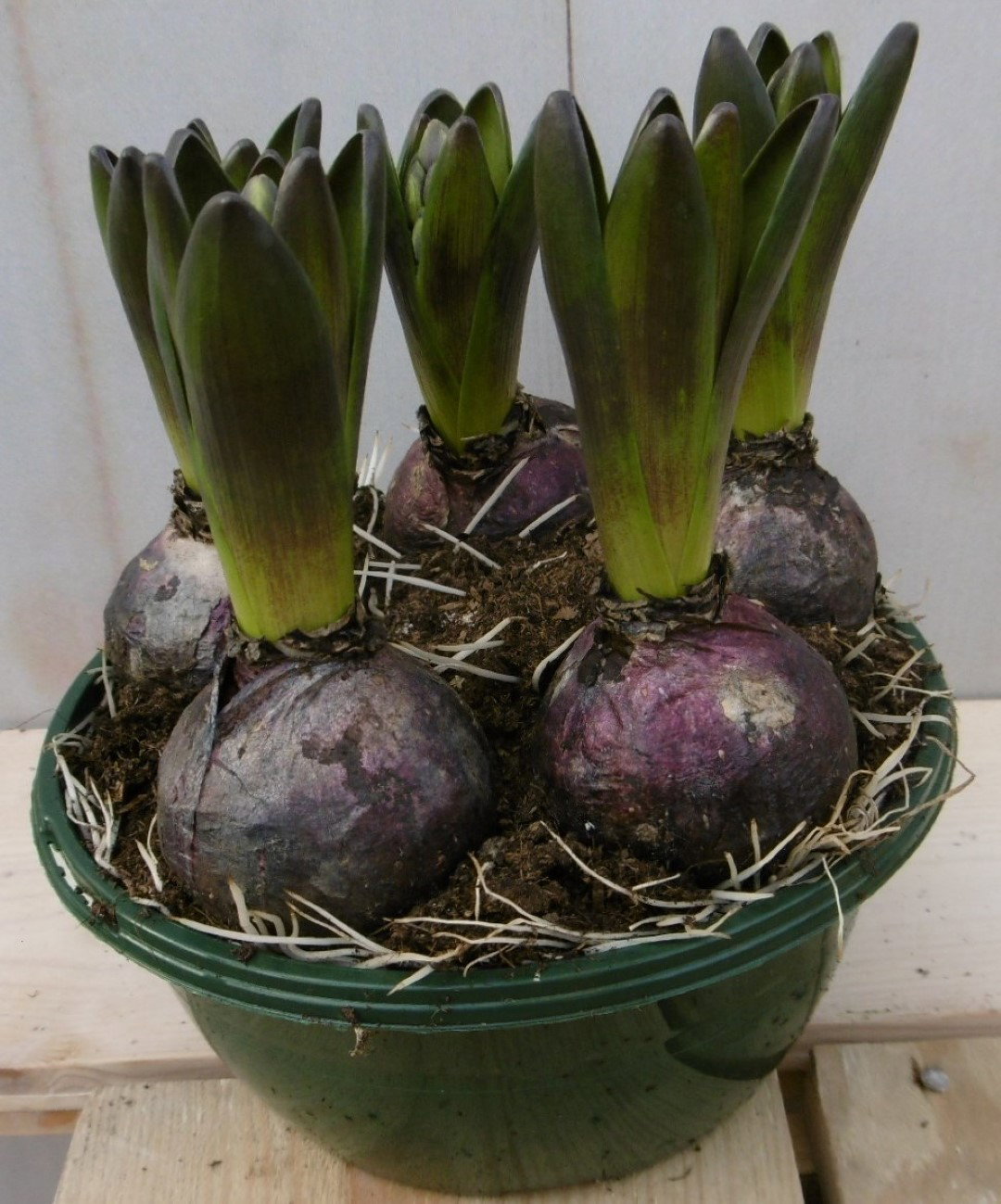 Warentuin natuurlijk 3 stuks! Bolletjes Hyacint wit in schaaltje Voorjaarsbollen  - 