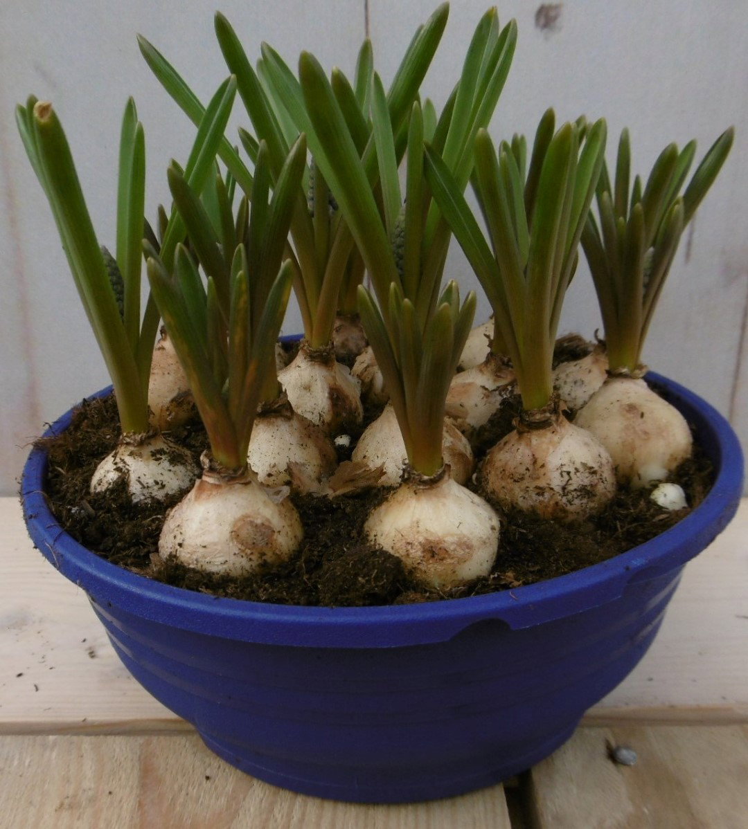 Warentuin natuurlijk 3 stuks! Bolletjes Blauw druifje in schaaltje Voorjaarsbollen Muscari  - 