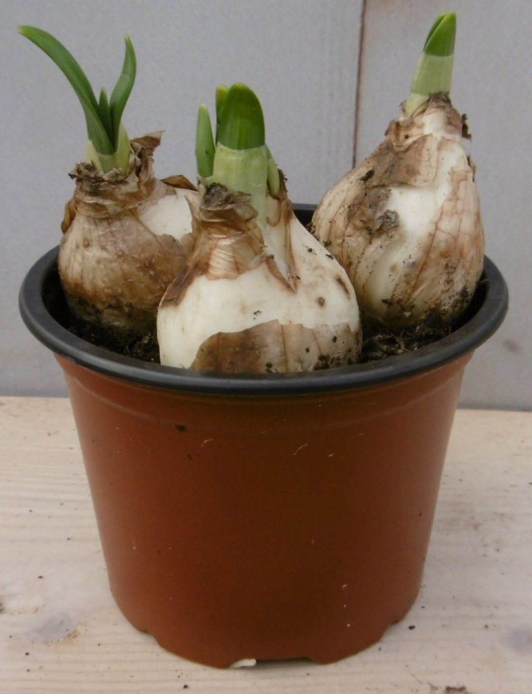 Warentuin natuurlijk 5 stuks! Bolletjes Narcis in potje Voorjaarsbollen  - 