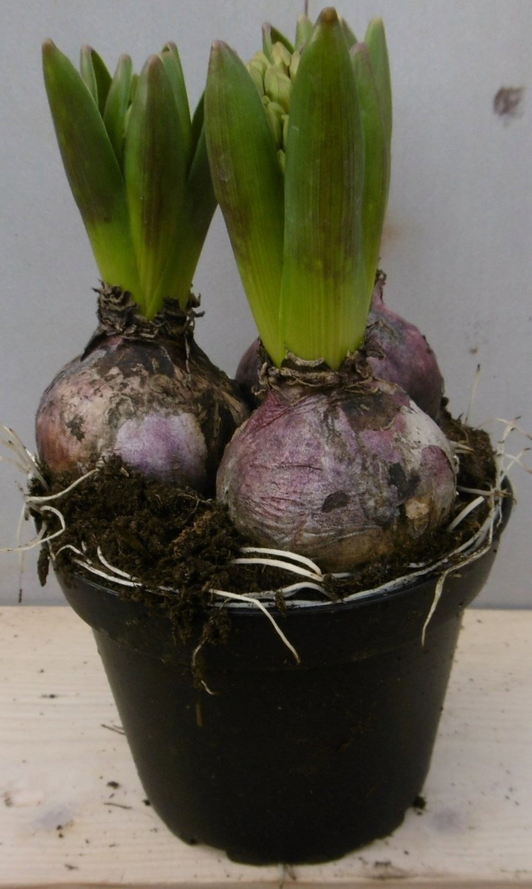 Warentuin natuurlijk 3 stuks! Bolletjes Hyacint roze in potje Voorjaarsbollen  - 