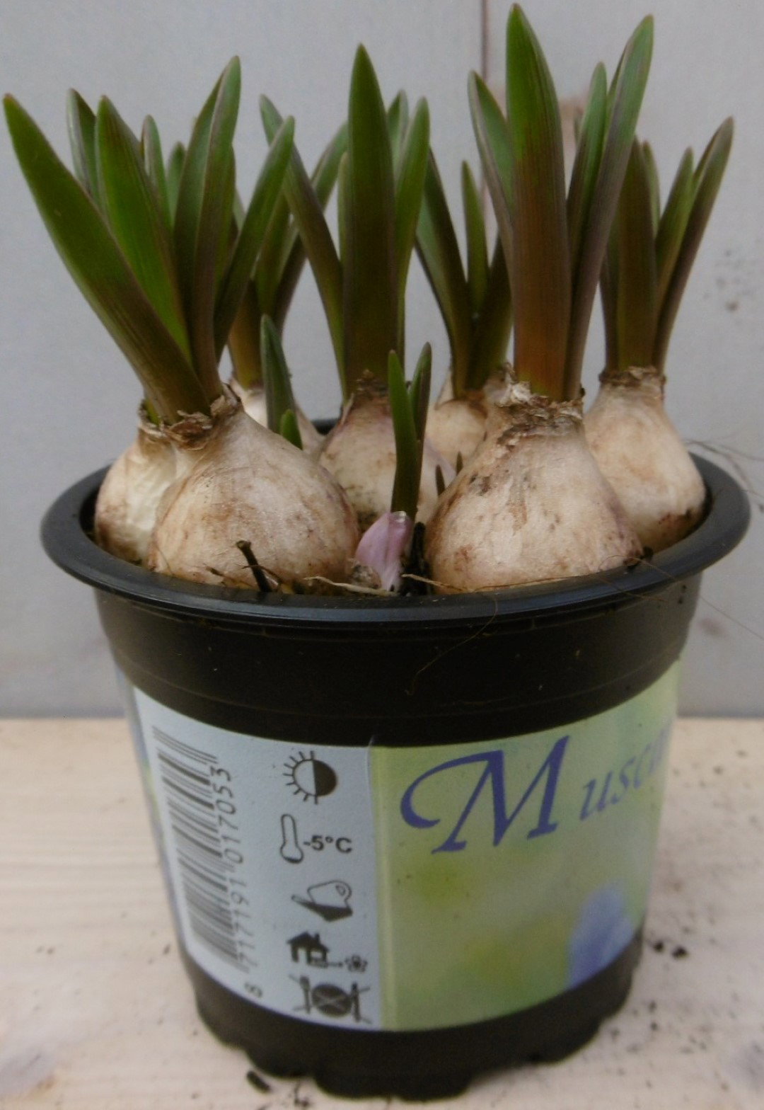Warentuin natuurlijk 3 stuks! Bolletjes Blauwe druif in potje Voorjaarsbollen Muscari  - 