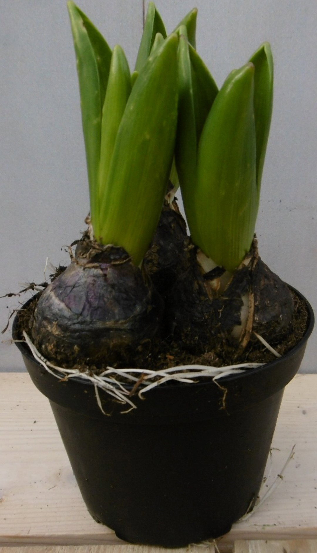 Warentuin natuurlijk 3 stuks! Bolletjes Hyacint blauw in potje Voorjaarsbollen  - 