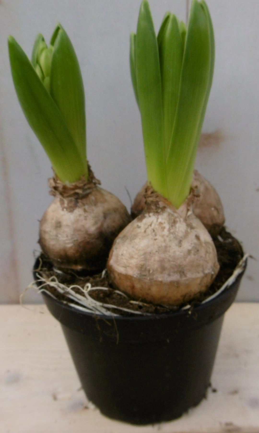 Warentuin natuurlijk 3 stuks! Bolletjes Hyacint wit in potje Voorjaarsbollen  - 