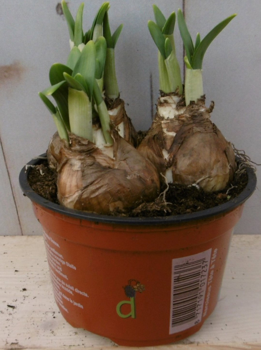 Warentuin natuurlijk 3 stuks! Bolletjes Narcis in groot potje Voorjaarsbollen  - 