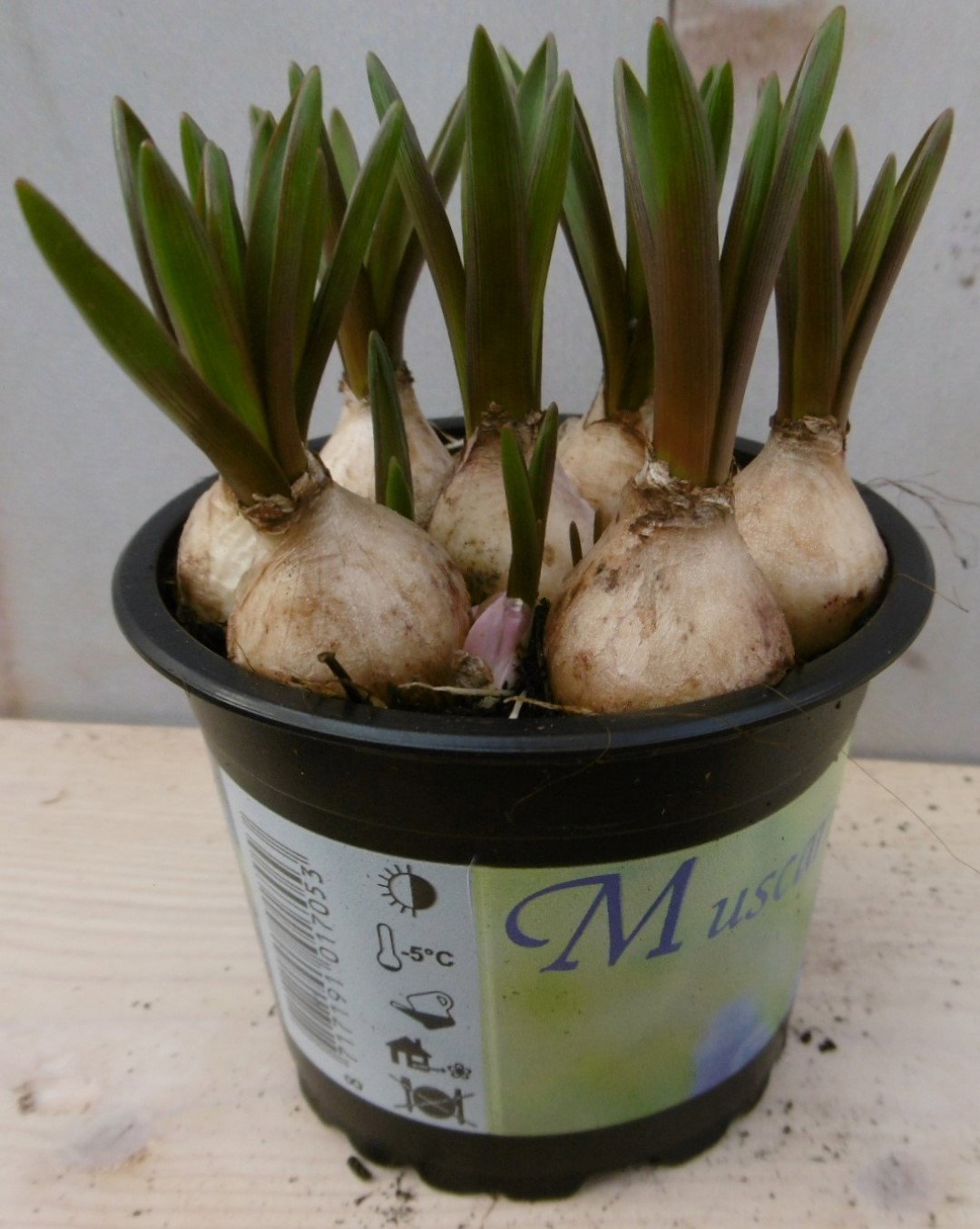 Warentuin natuurlijk 3 stuks! Bolletjes Witte druif in potje Voorjaarsbollen Vitis  - 