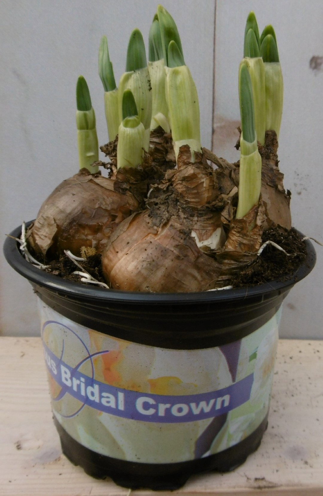 Warentuin natuurlijk 3 stuks! Bolletjes Narcis geel in potje Voorjaarsbollen  - 