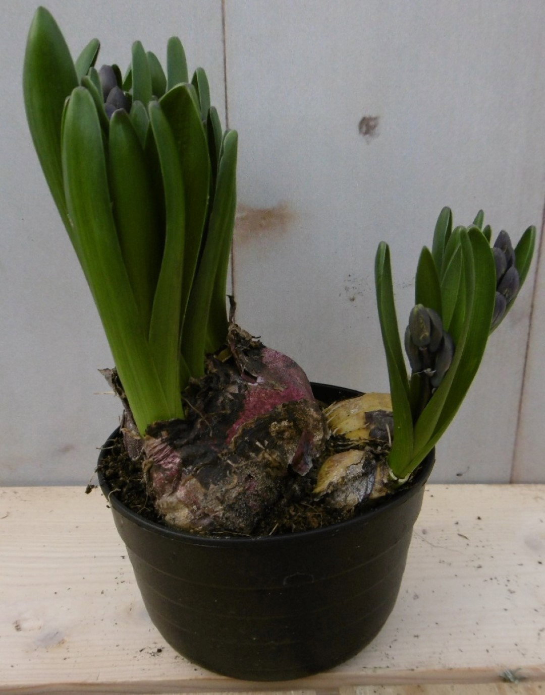 Warentuin natuurlijk 3 stuks! Bolletjes Hyacint multiflora roze Voorjaarsbollen  - 