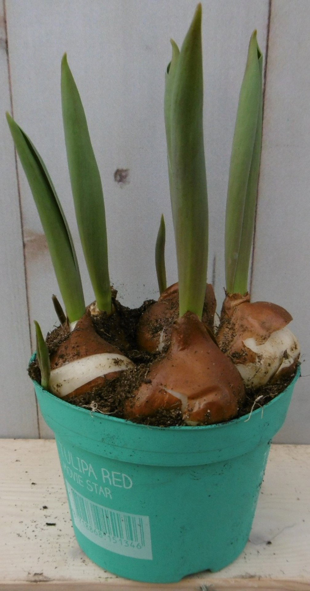 Warentuin natuurlijk 3 stuks! Tulp geel Voorjaarsbollen  - 