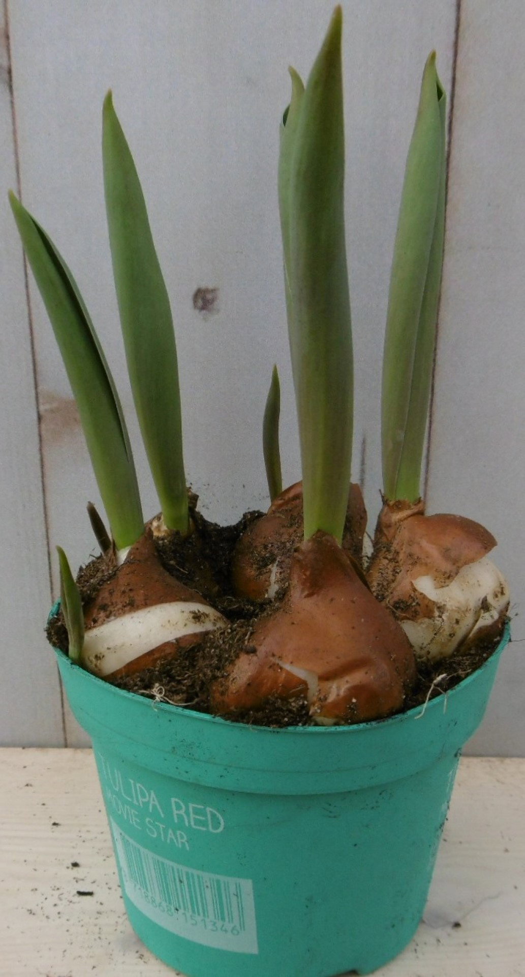 Warentuin natuurlijk 3 stuks! Tulp rood Voorjaarsbollen  - 
