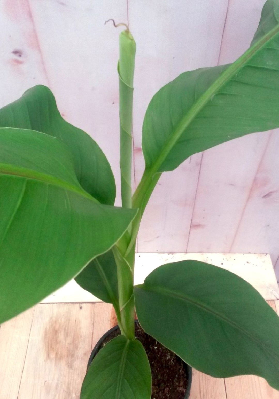 https://cdn.warentuin.nl/media/catalog/product/1/7/1728149900041188_2_warentuin_groente_en_eetbare_planten_bananenplant_eenjarig_g_b4cd.jpg