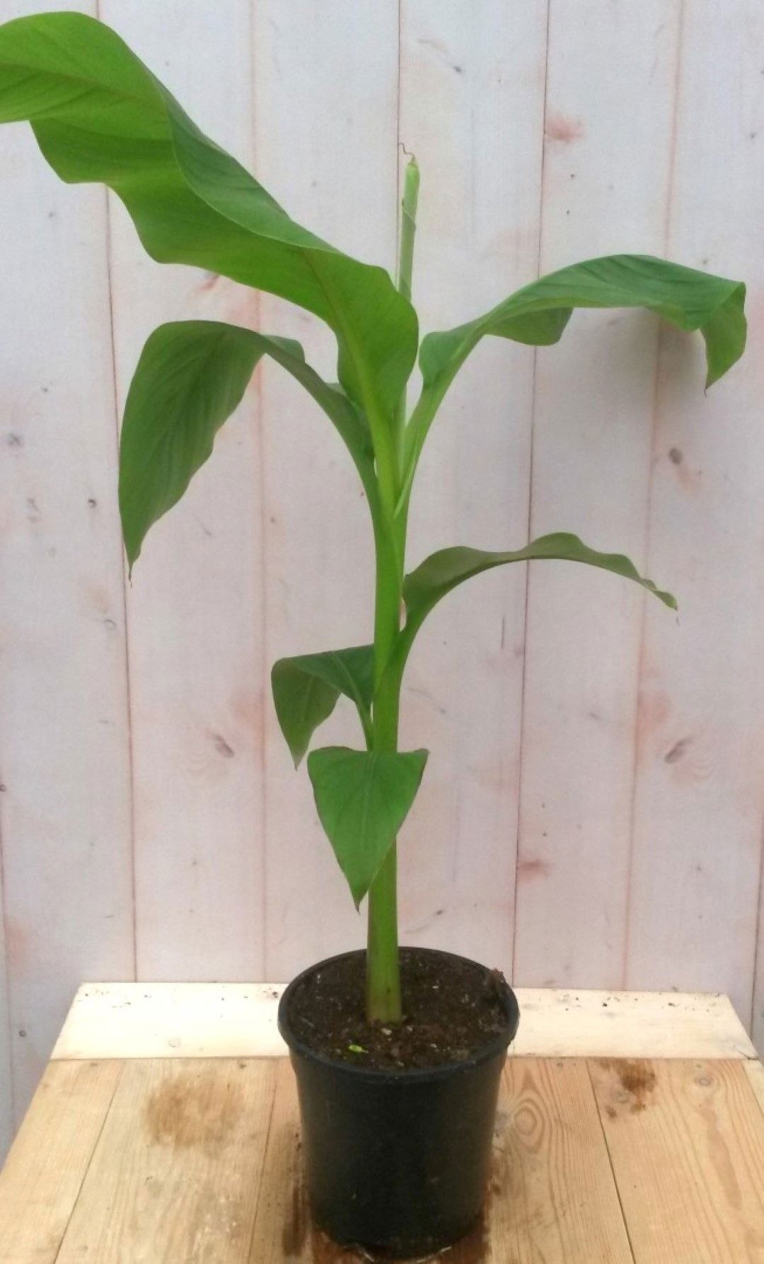 https://cdn.warentuin.nl/media/catalog/product/1/7/1728149900041188_warentuin_groente_en_eetbare_planten_bananenplant_eenjarig_gro_34e8.jpg
