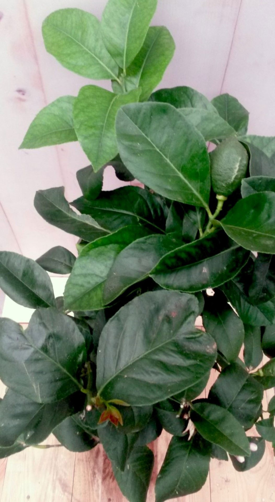 https://cdn.warentuin.nl/media/catalog/product/1/7/1728149900041190_2_warentuin_groente_en_eetbare_planten_citroenboompje_groente__f40a.jpg
