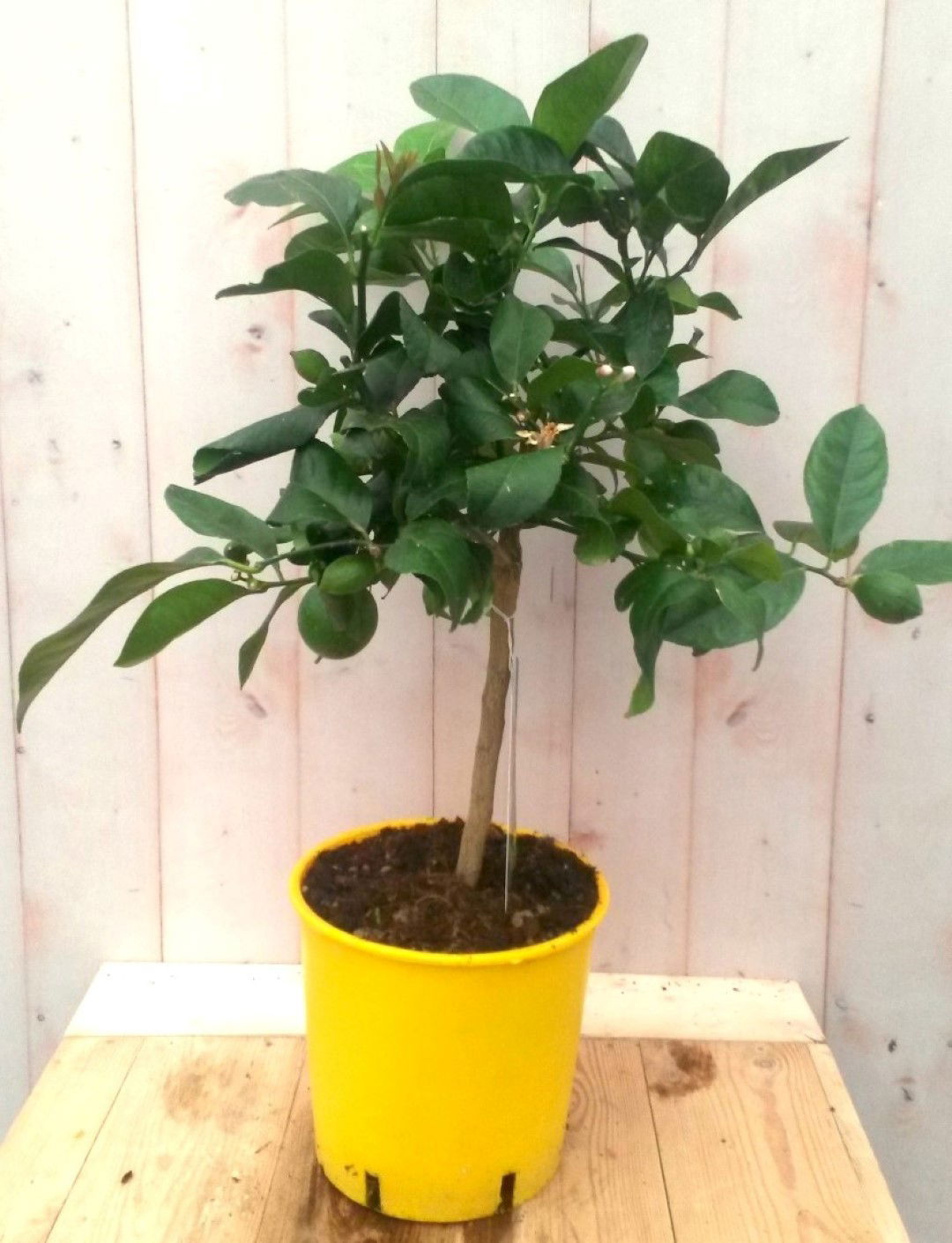https://cdn.warentuin.nl/media/catalog/product/1/7/1728149900041190_warentuin_groente_en_eetbare_planten_citroenboompje_groente_en_5708.jpg