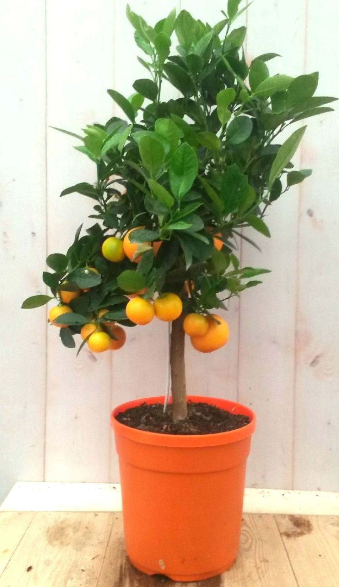 https://cdn.warentuin.nl/media/catalog/product/1/7/1728149900041191_warentuin_groente_en_eetbare_planten_mandarijnboompje_groente__bb76.jpg
