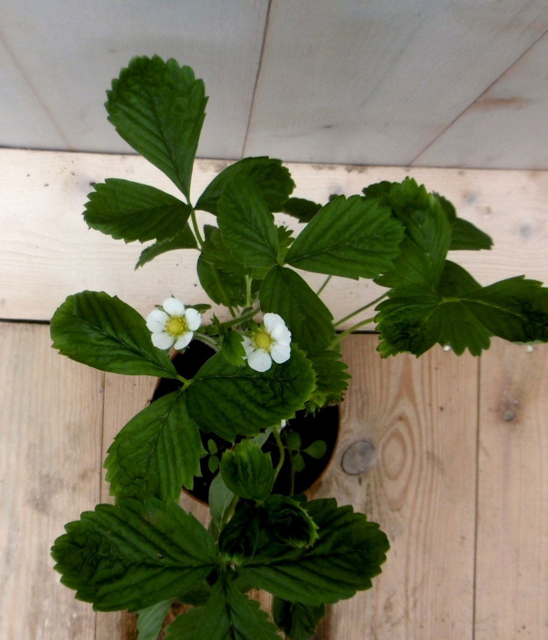 https://cdn.warentuin.nl/media/catalog/product/1/7/1728149900041194_2_warentuin_groente_en_eetbare_planten_vasteplant_aardbei_groe_4f90.jpg