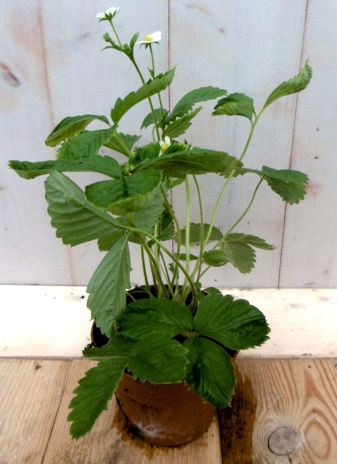 https://cdn.warentuin.nl/media/catalog/product/1/7/1728149900041194_warentuin_groente_en_eetbare_planten_vasteplant_aardbei_groent_8855.jpg