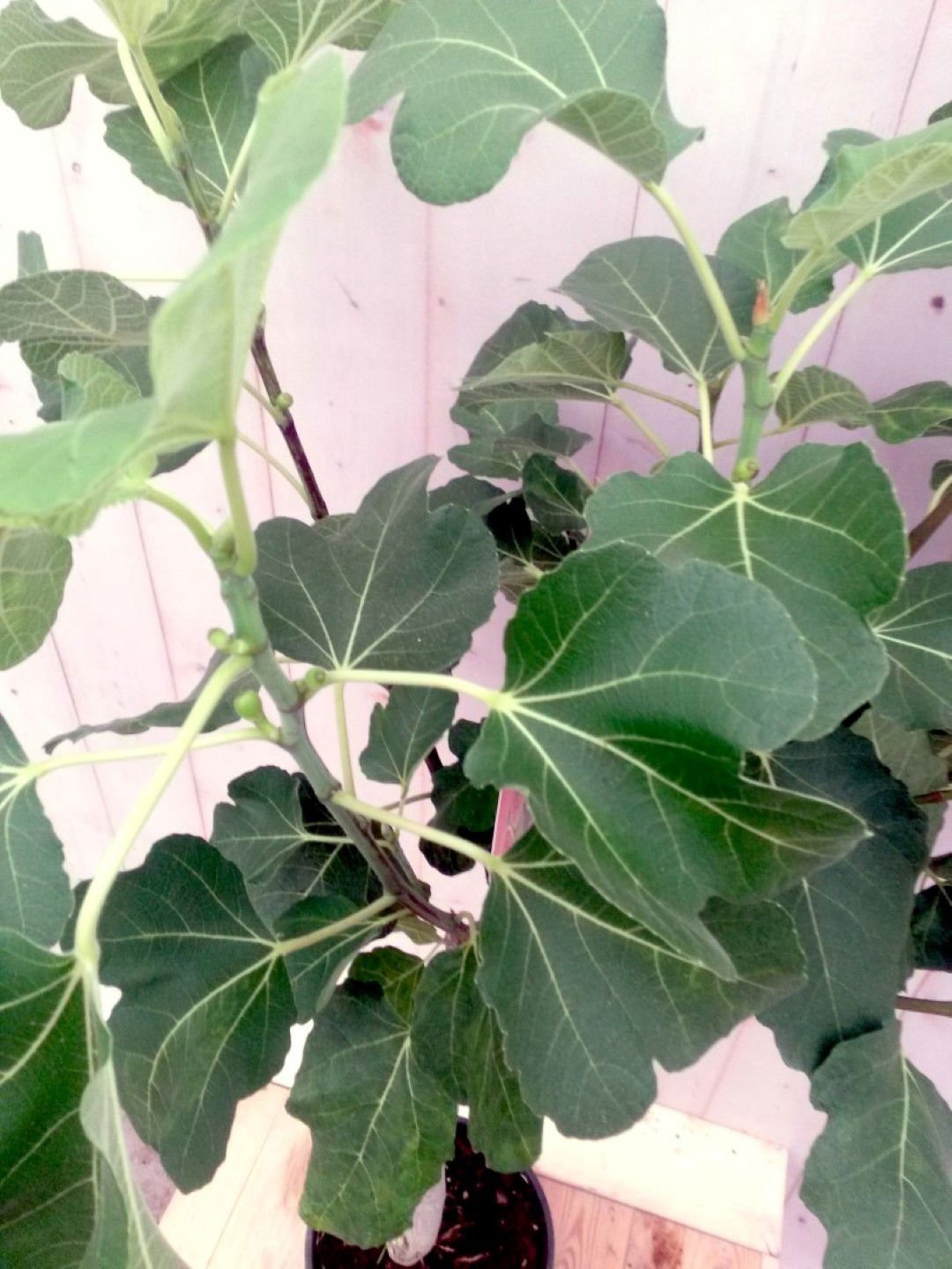 https://cdn.warentuin.nl/media/catalog/product/1/7/1728149900041198_2_warentuin_groente_en_eetbare_planten_vijgboompje_groente_en__575d.jpg
