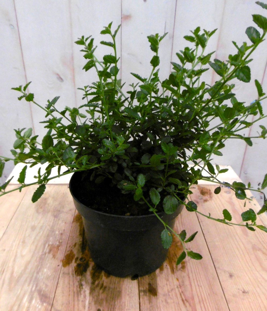 https://cdn.warentuin.nl/media/catalog/product/1/7/1728149900041215_warentuin_vaste_plant_amerikaanse_sering_vaste_plant_1_30ac.jpg