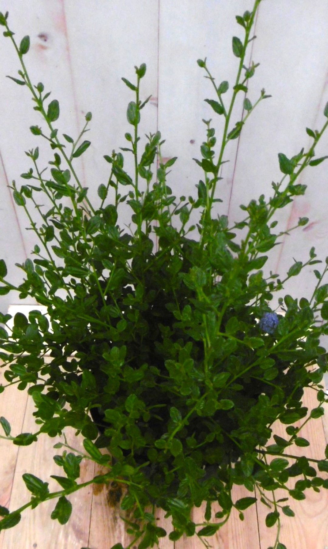 https://cdn.warentuin.nl/media/catalog/product/1/7/1728149900041216_2_warentuin_vaste_plant_amerikaanse_sering_groot_vaste_plant_1_912d.jpg