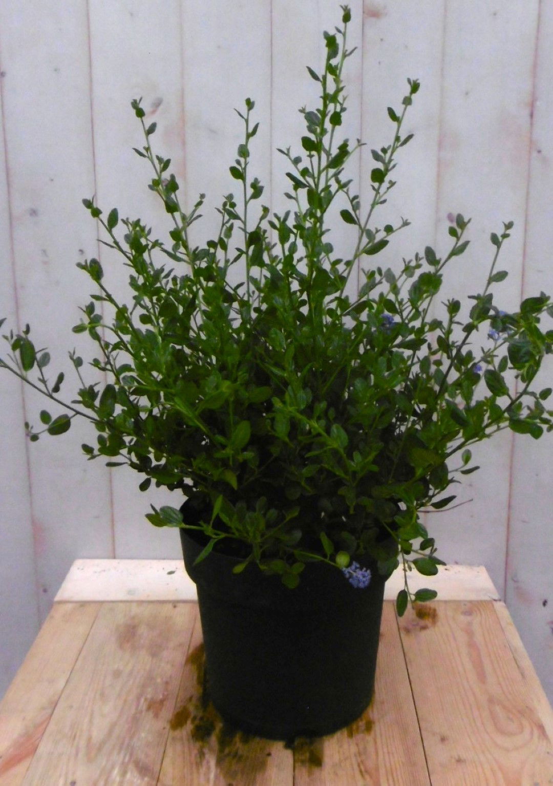 https://cdn.warentuin.nl/media/catalog/product/1/7/1728149900041216_warentuin_vaste_plant_amerikaanse_sering_groot_vaste_plant_1_584e.jpg