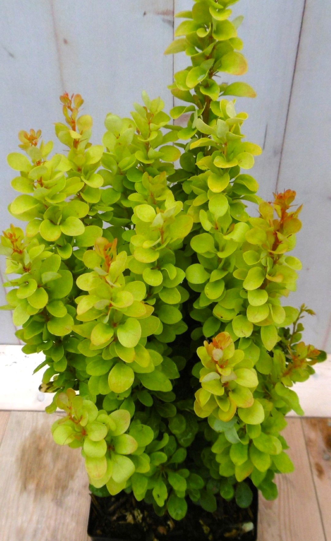https://cdn.warentuin.nl/media/catalog/product/1/7/1728149900041217_2_warentuin_vaste_plant_berberis_groengeel_40_cm_vaste_plant_1_6b72.jpg