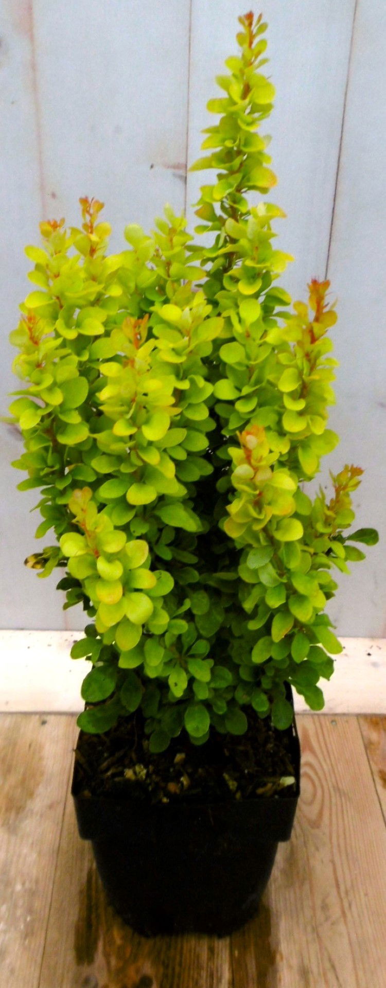 https://cdn.warentuin.nl/media/catalog/product/1/7/1728149900041217_warentuin_vaste_plant_berberis_groengeel_40_cm_vaste_plant_1_1282.jpg