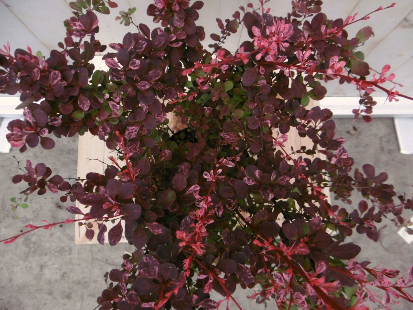 https://cdn.warentuin.nl/media/catalog/product/1/7/1728149900041218_2_warentuin_vaste_plant_berberis_rood_70_cm_vaste_plant_1_0297.jpg