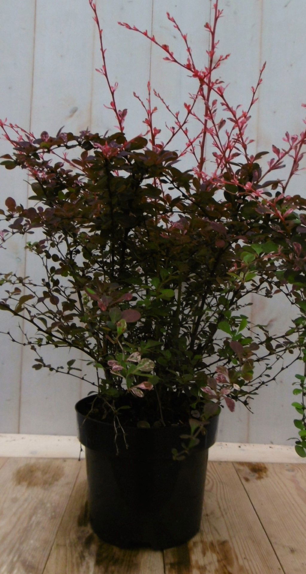 Berberis rood 70 cm - Warentuin Natuurlijk
