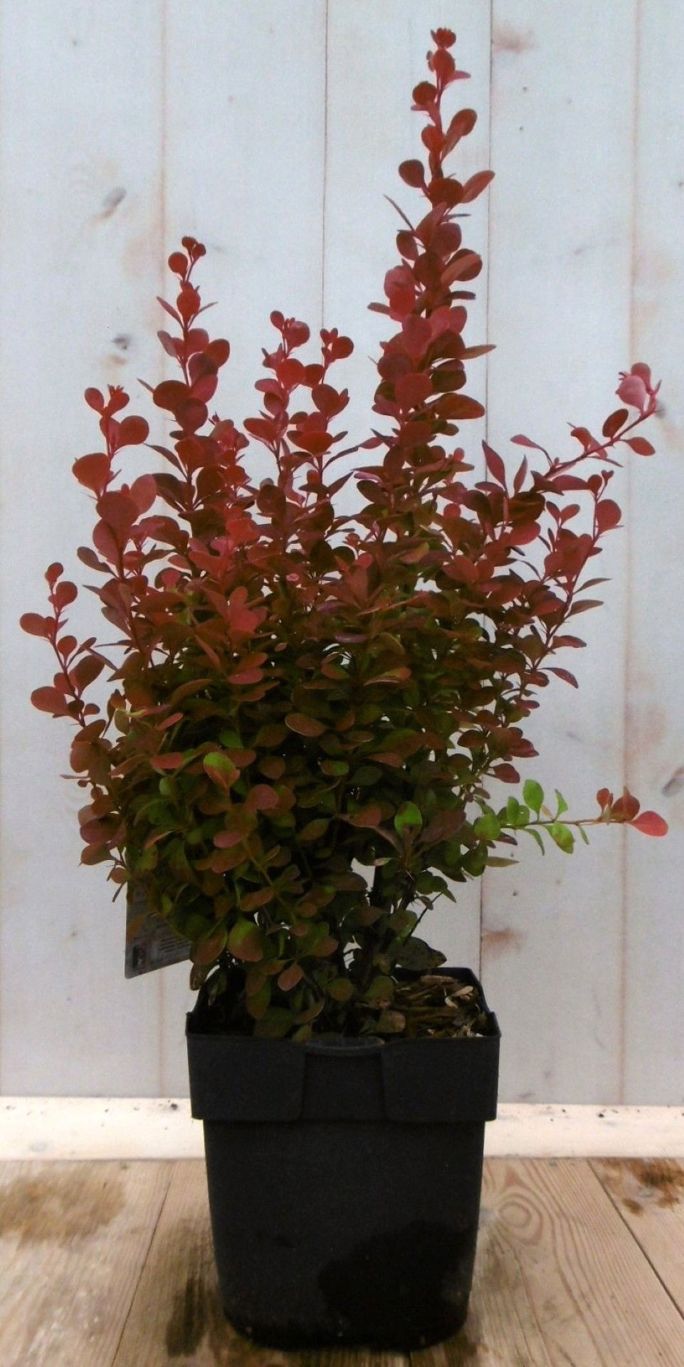 https://cdn.warentuin.nl/media/catalog/product/1/7/1728149900041219_warentuin_vaste_plant_berberis_rood_40_cm_vaste_plant_1_3da4.jpg