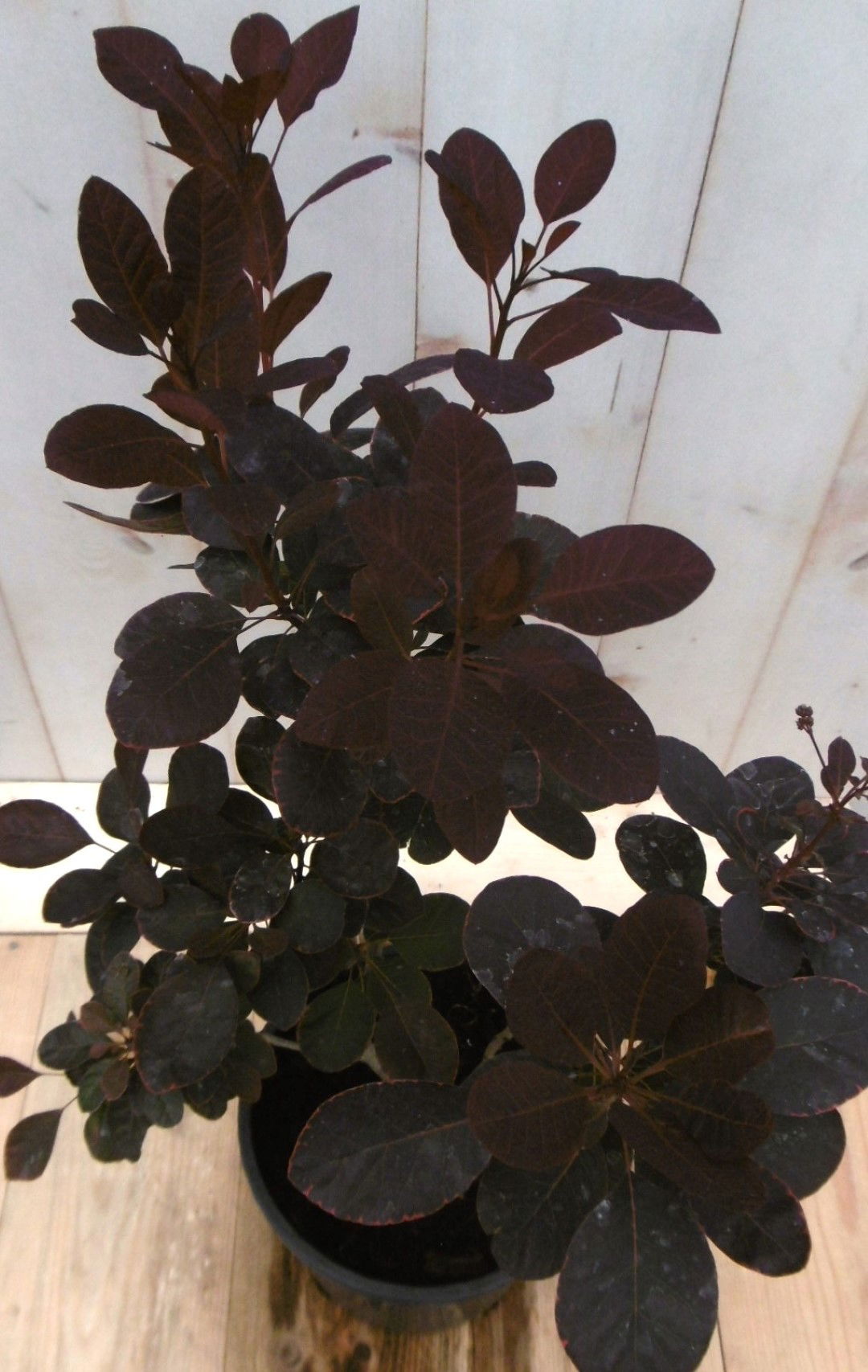 https://cdn.warentuin.nl/media/catalog/product/1/7/1728149900041220_2_warentuin_vaste_plant_cotinus_rood_40_cm_vaste_plant_1_1755.jpg