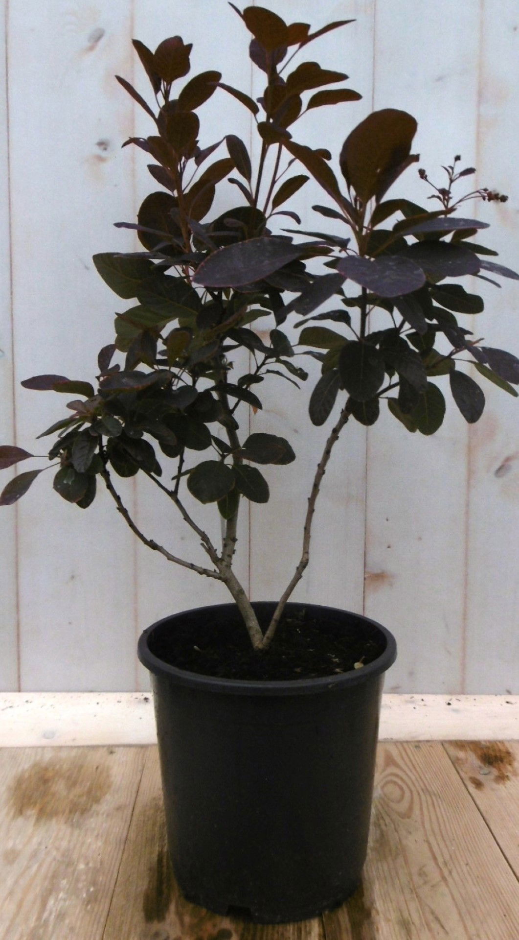 https://cdn.warentuin.nl/media/catalog/product/1/7/1728149900041220_warentuin_vaste_plant_cotinus_rood_40_cm_vaste_plant_1_064a.jpg
