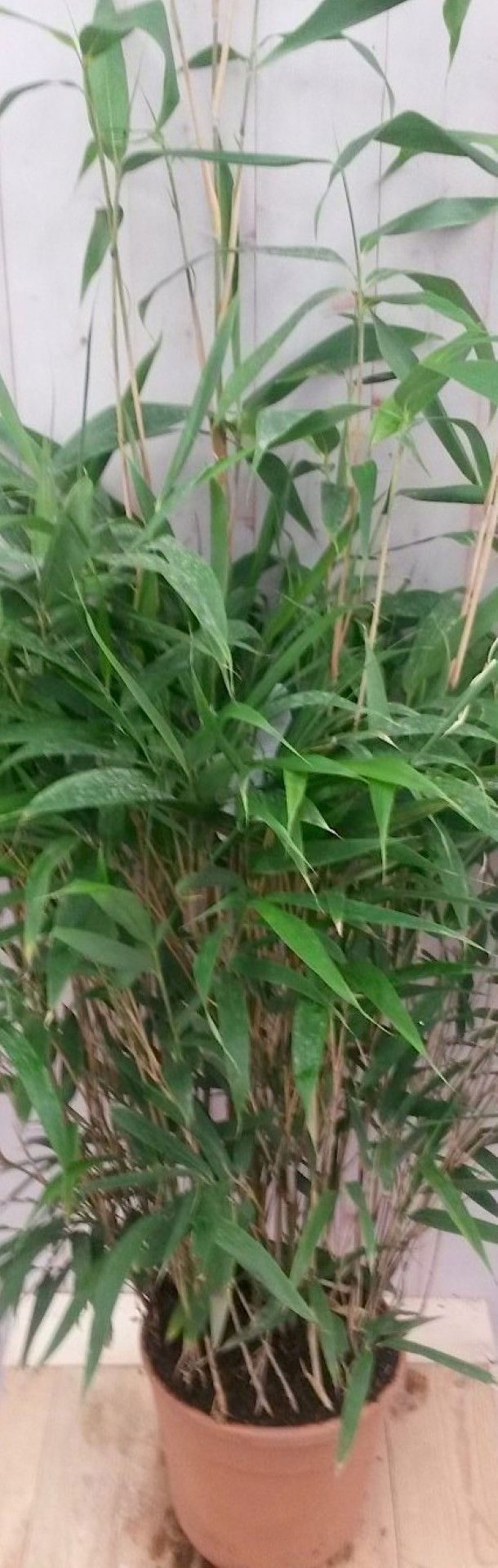 https://cdn.warentuin.nl/media/catalog/product/1/7/1728149900041221_2_warentuin_vaste_plant_bamboe_rietachtig_150_cm_vaste_plant_1_f45e.jpg