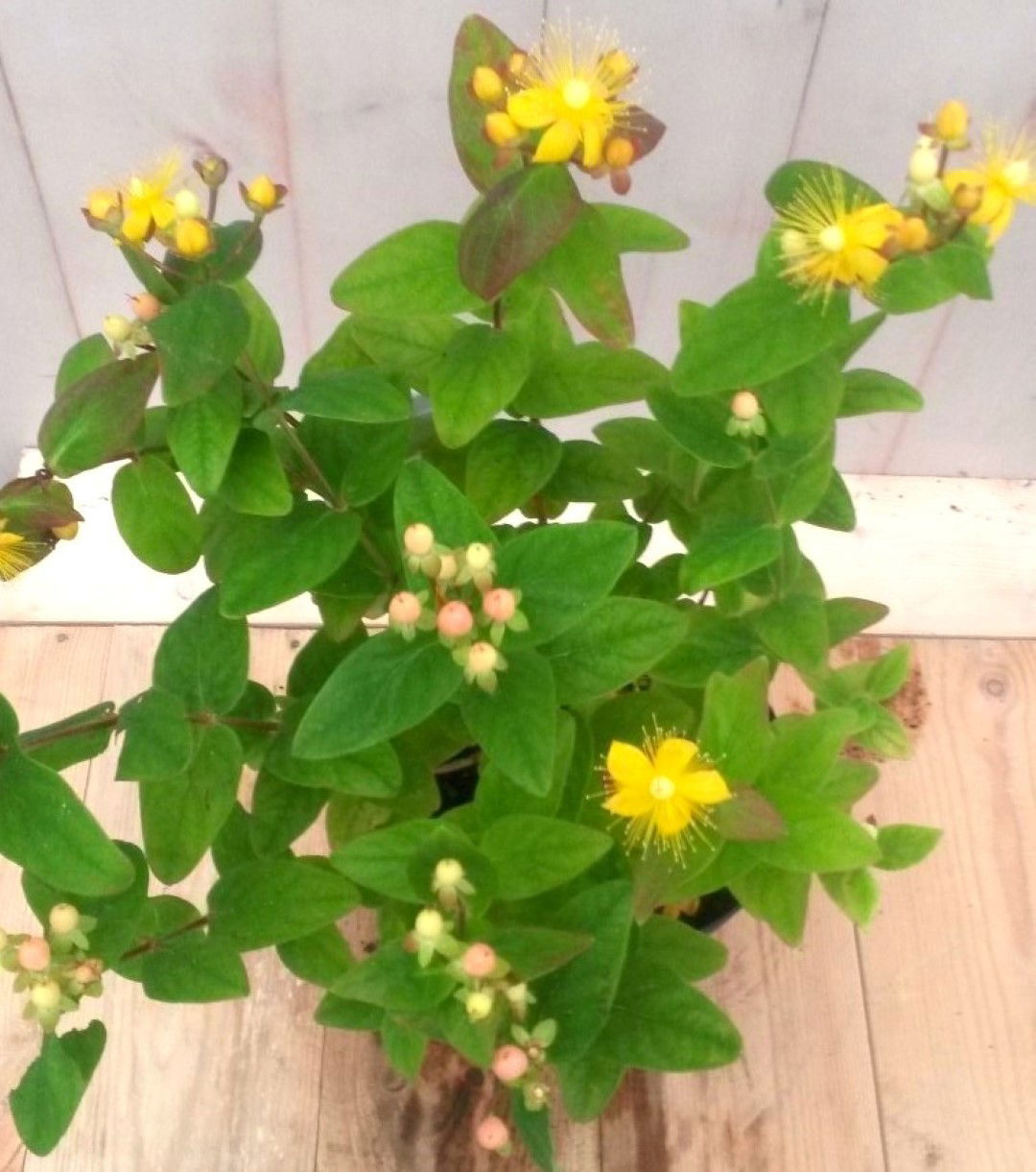 https://cdn.warentuin.nl/media/catalog/product/1/7/1728149900041222_2_warentuin_vaste_plant_hypericum_vaste_plant_1_dbd5.jpg