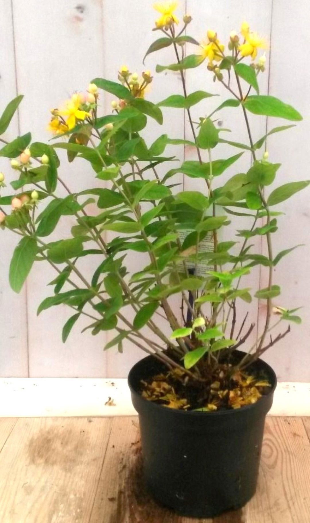 Warentuin natuurlijk Hypericum - 