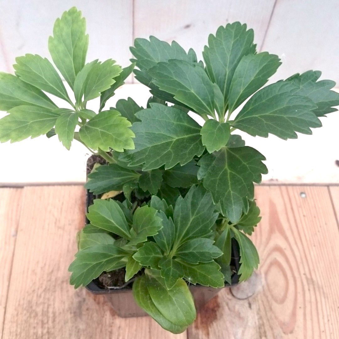 https://cdn.warentuin.nl/media/catalog/product/1/7/1728149900041223_2_warentuin_vaste_plant_pachysandra_vaste_plant_1_36d9.jpg