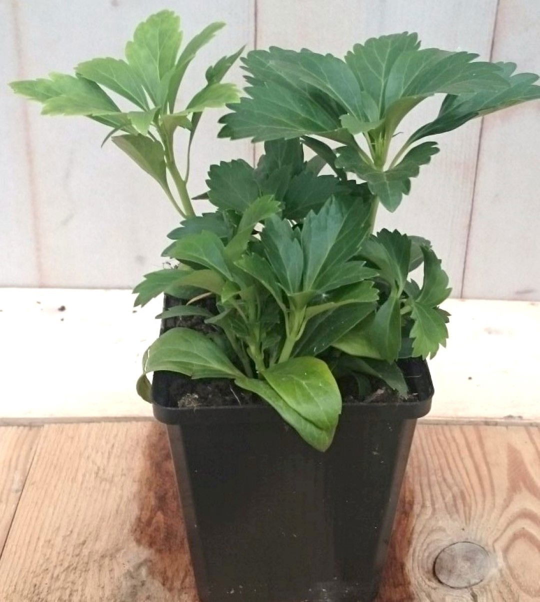 https://cdn.warentuin.nl/media/catalog/product/1/7/1728149900041223_warentuin_vaste_plant_pachysandra_vaste_plant_1_e941.jpg