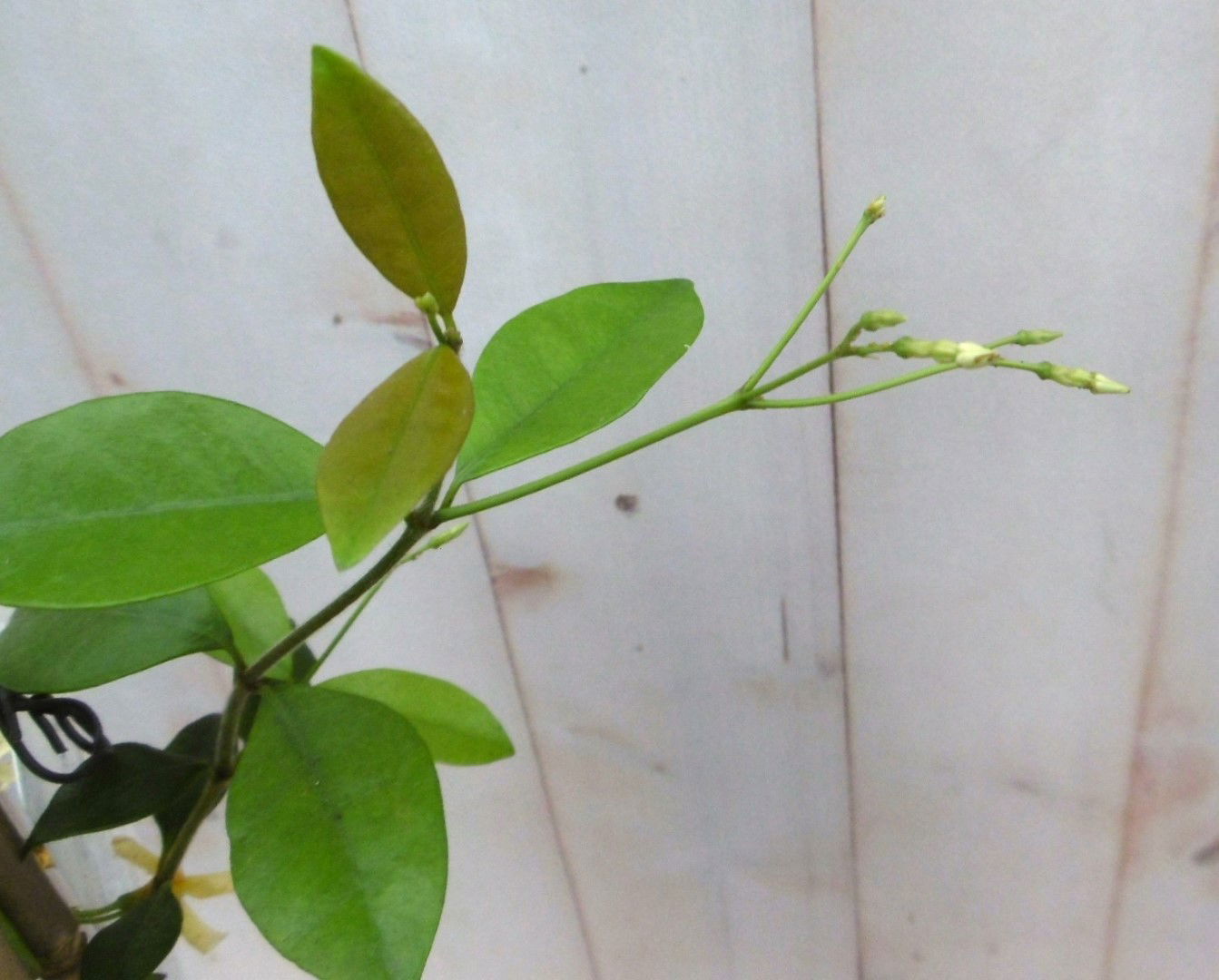 https://cdn.warentuin.nl/media/catalog/product/1/7/1728149900041224_2_warentuin_vaste_plant_sterjasmijn_40_cm_vaste_plant_1_5483.jpg