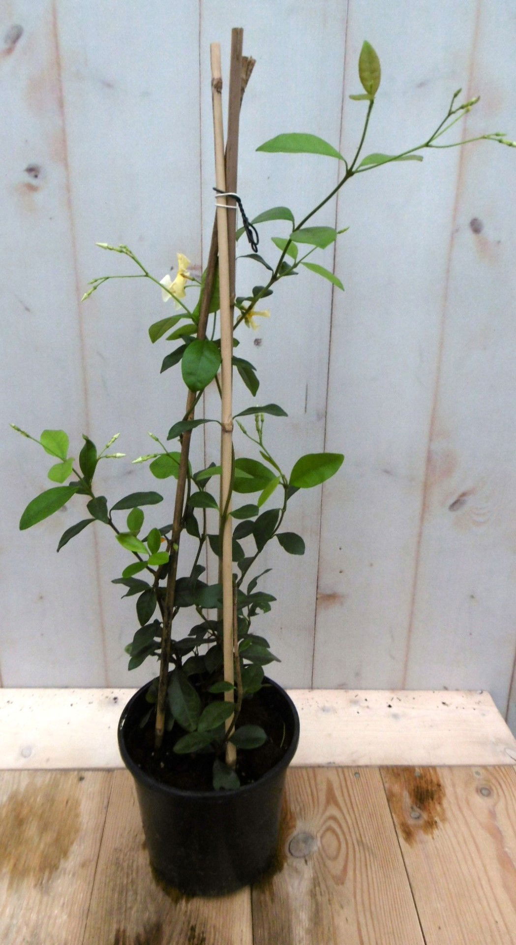 https://cdn.warentuin.nl/media/catalog/product/1/7/1728149900041224_warentuin_vaste_plant_sterjasmijn_40_cm_vaste_plant_1_6444.jpg