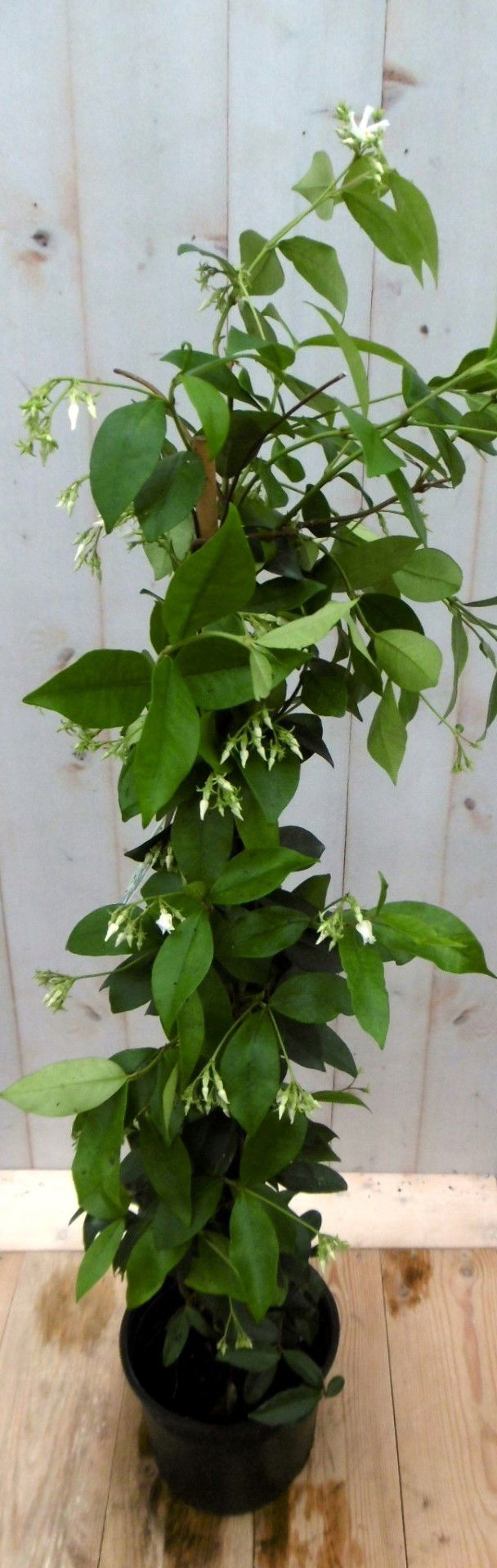 https://cdn.warentuin.nl/media/catalog/product/1/7/1728149900041225_2_warentuin_vaste_plant_sterjasmijn_150_cm_vaste_plant_1_605b.jpg