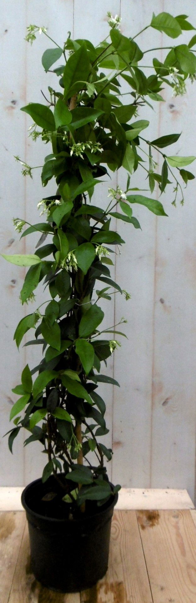 https://cdn.warentuin.nl/media/catalog/product/1/7/1728149900041225_warentuin_vaste_plant_sterjasmijn_150_cm_vaste_plant_1_a22e.jpg
