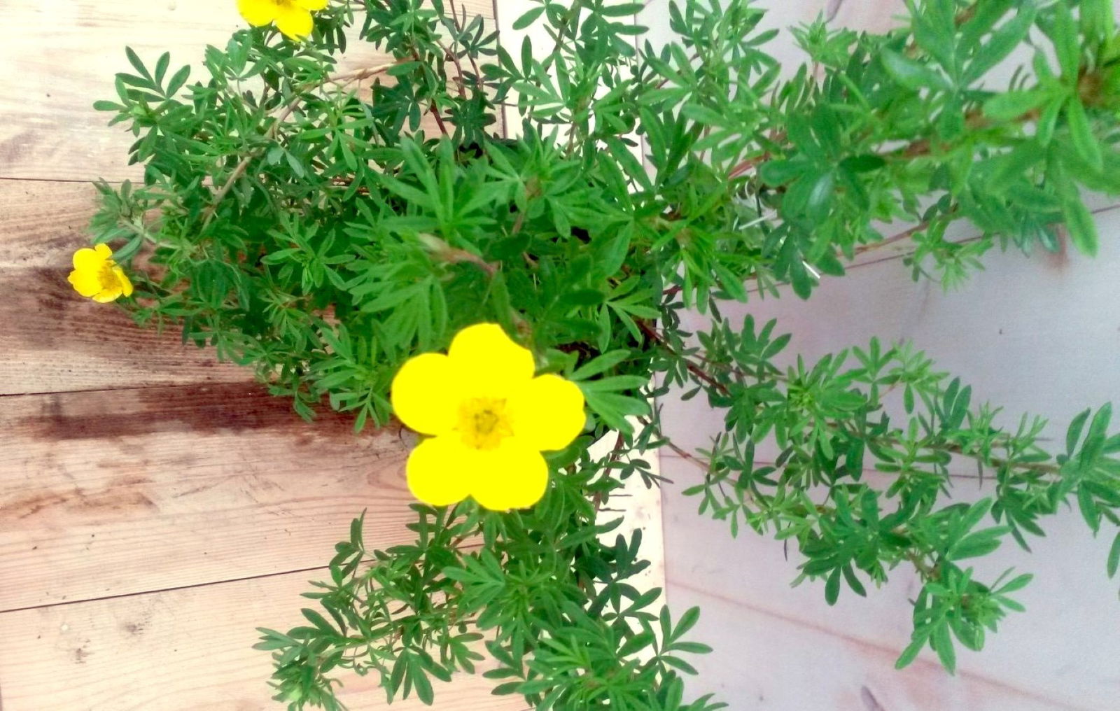 https://cdn.warentuin.nl/media/catalog/product/1/7/1728149900041228_2_warentuin_vaste_plant_potentilla_geel_vaste_plant_1_dfcf.jpg