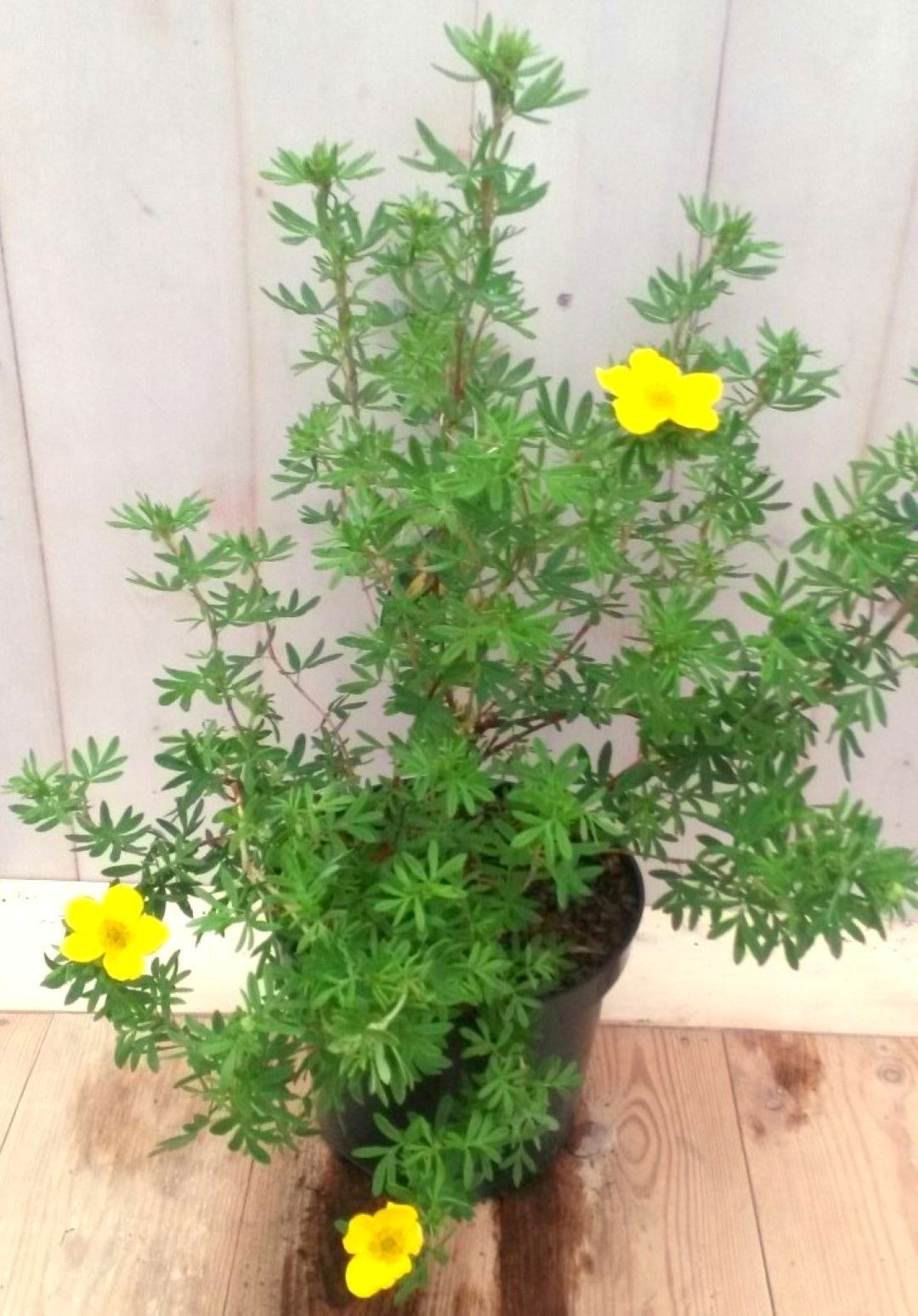 https://cdn.warentuin.nl/media/catalog/product/1/7/1728149900041228_warentuin_vaste_plant_potentilla_geel_vaste_plant_1_927a.jpg