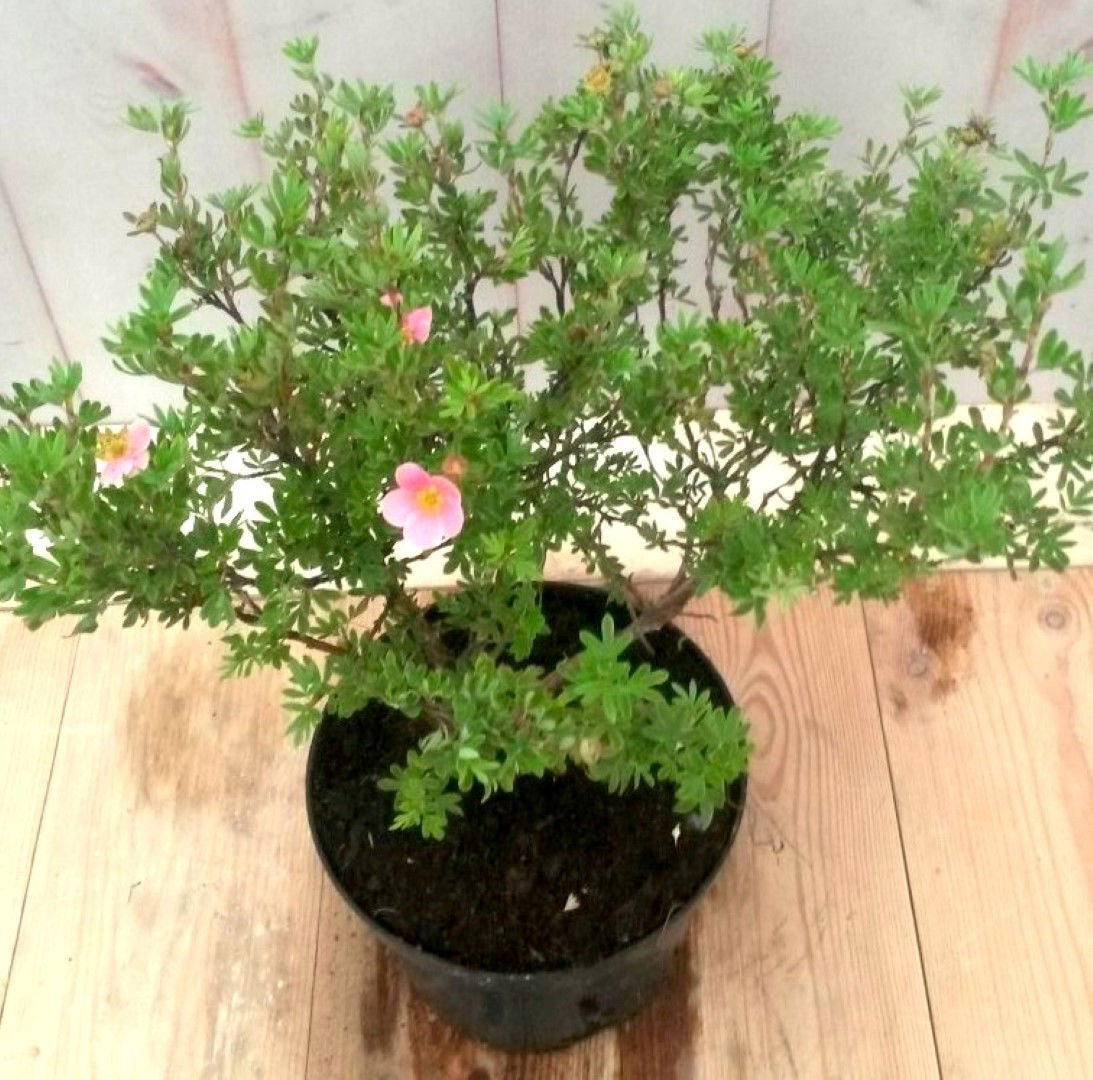 https://cdn.warentuin.nl/media/catalog/product/1/7/1728149900041229_2_warentuin_vaste_plant_potentilla_rood_vaste_plant_1_34ad.jpg