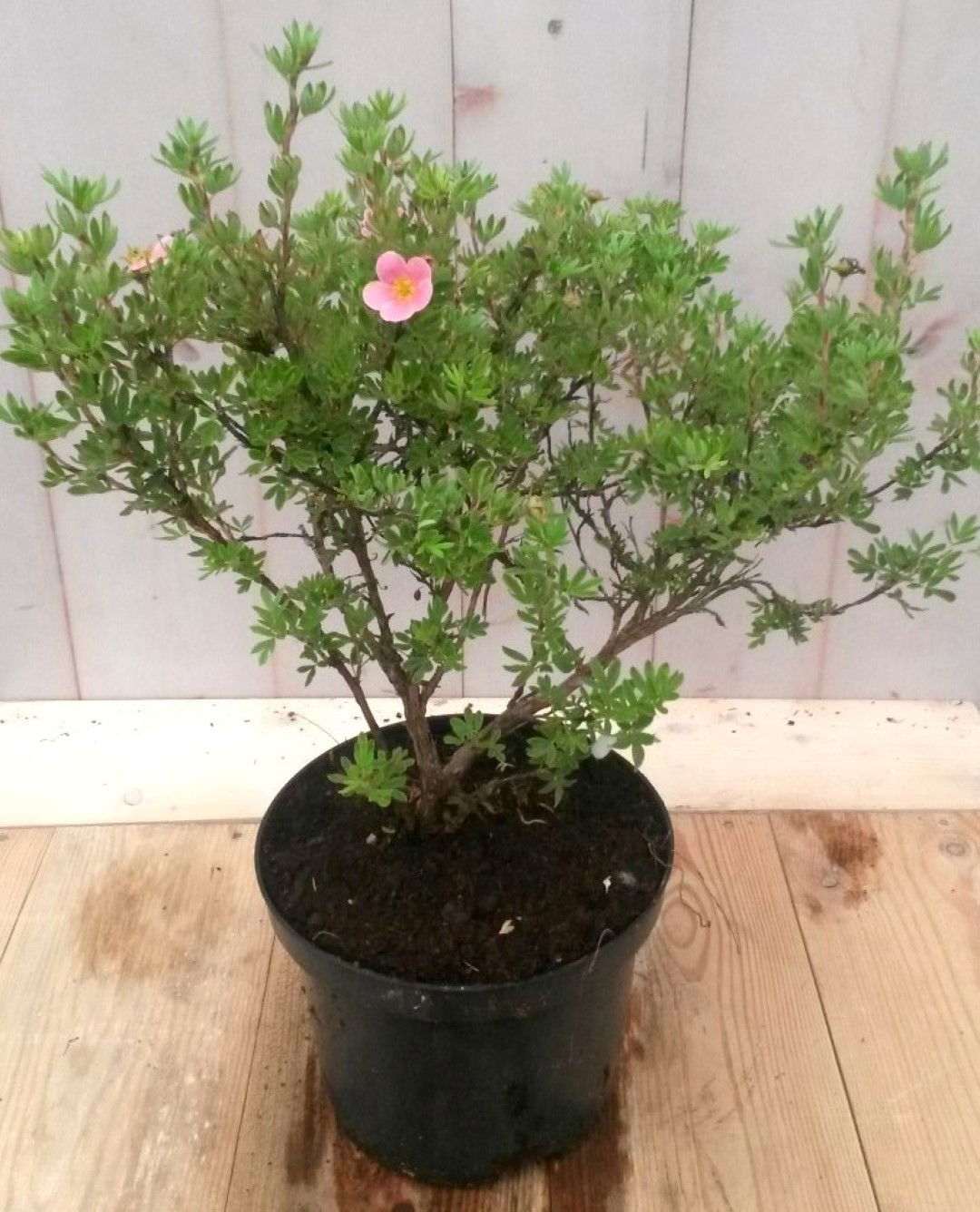 Warentuin natuurlijk Potentilla rood - 