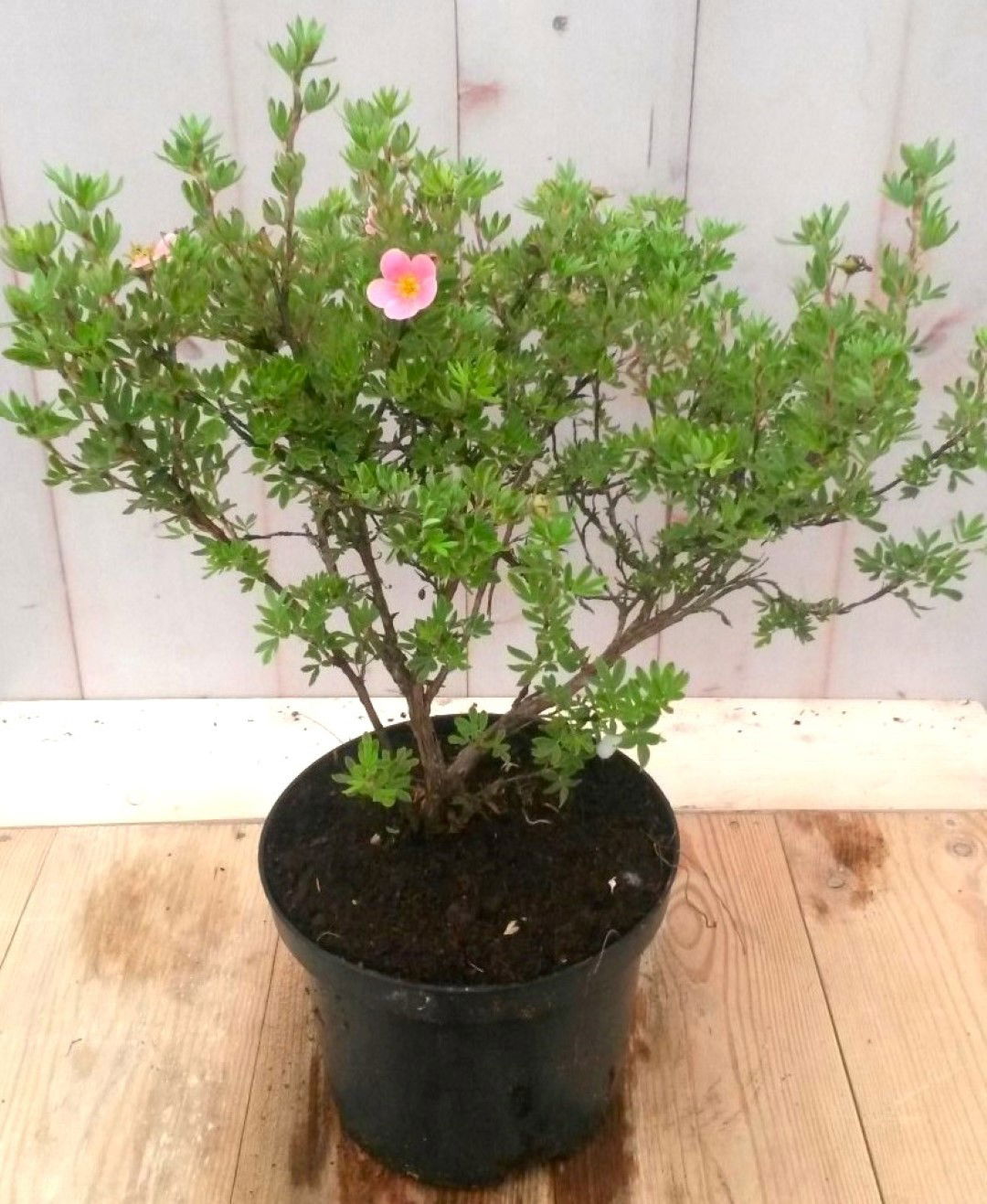 https://cdn.warentuin.nl/media/catalog/product/1/7/1728149900041230_warentuin_vaste_plant_potentilla_roze_vaste_plant_1_6e53.jpg