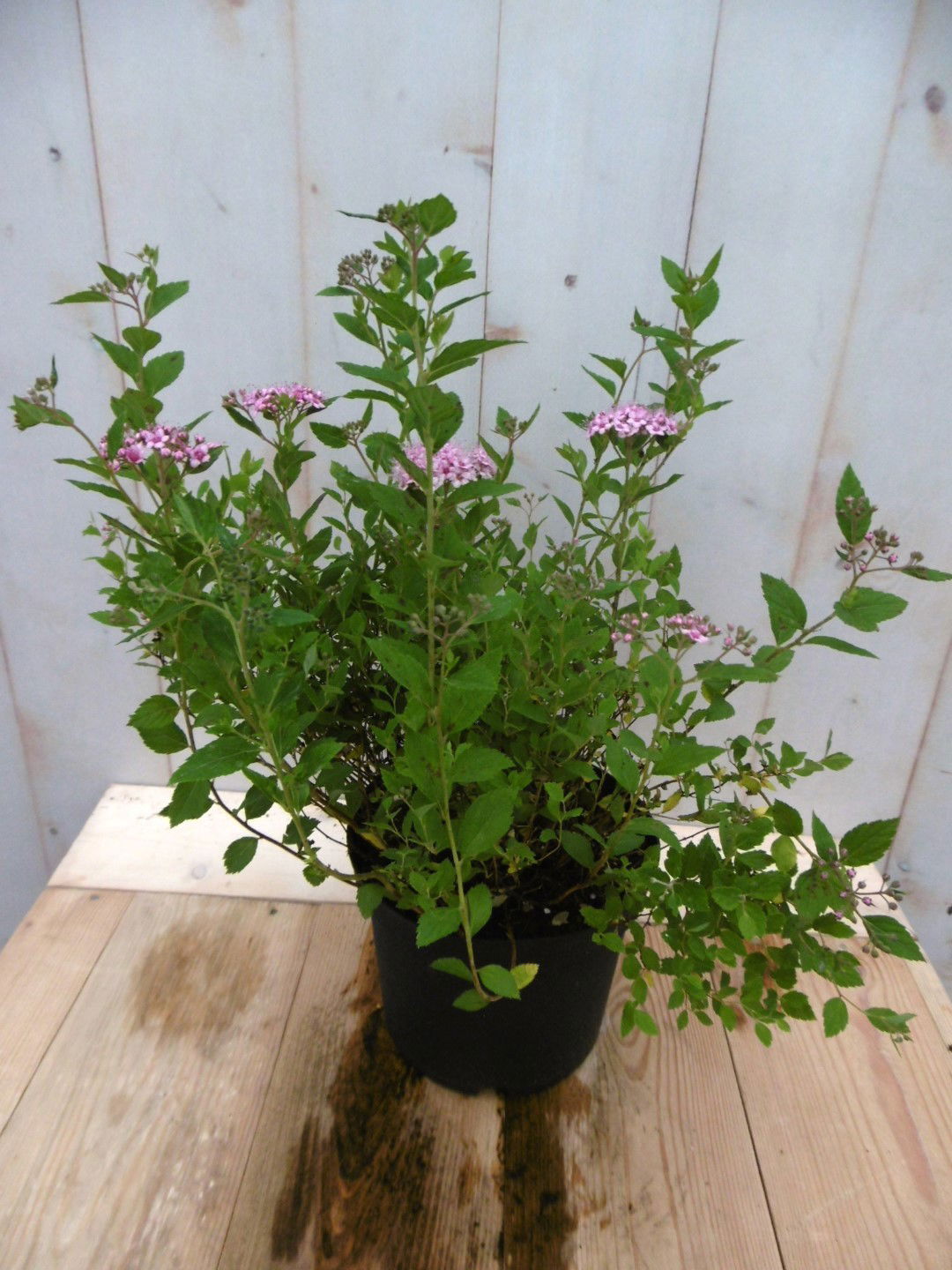 Warentuin natuurlijk Japanse spierstruik roze 40 cm - 