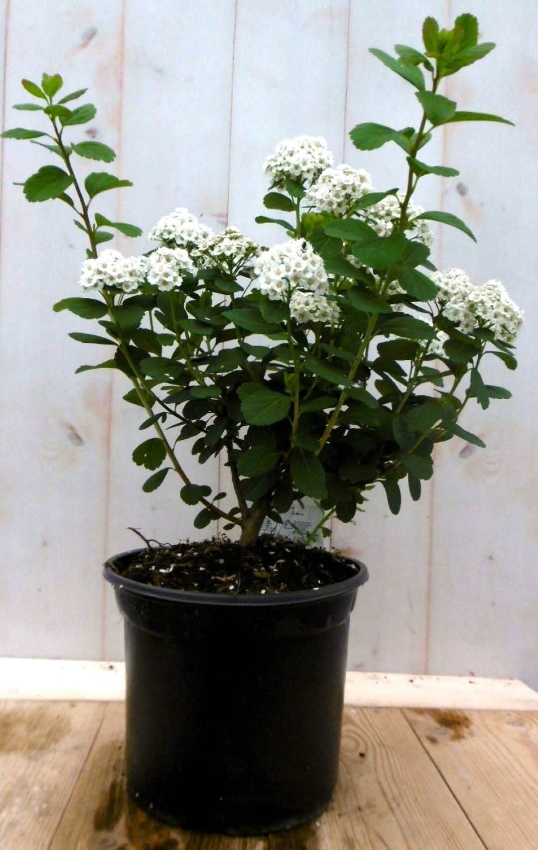 Warentuin natuurlijk Japanse spierstruik wit 40 cm - 