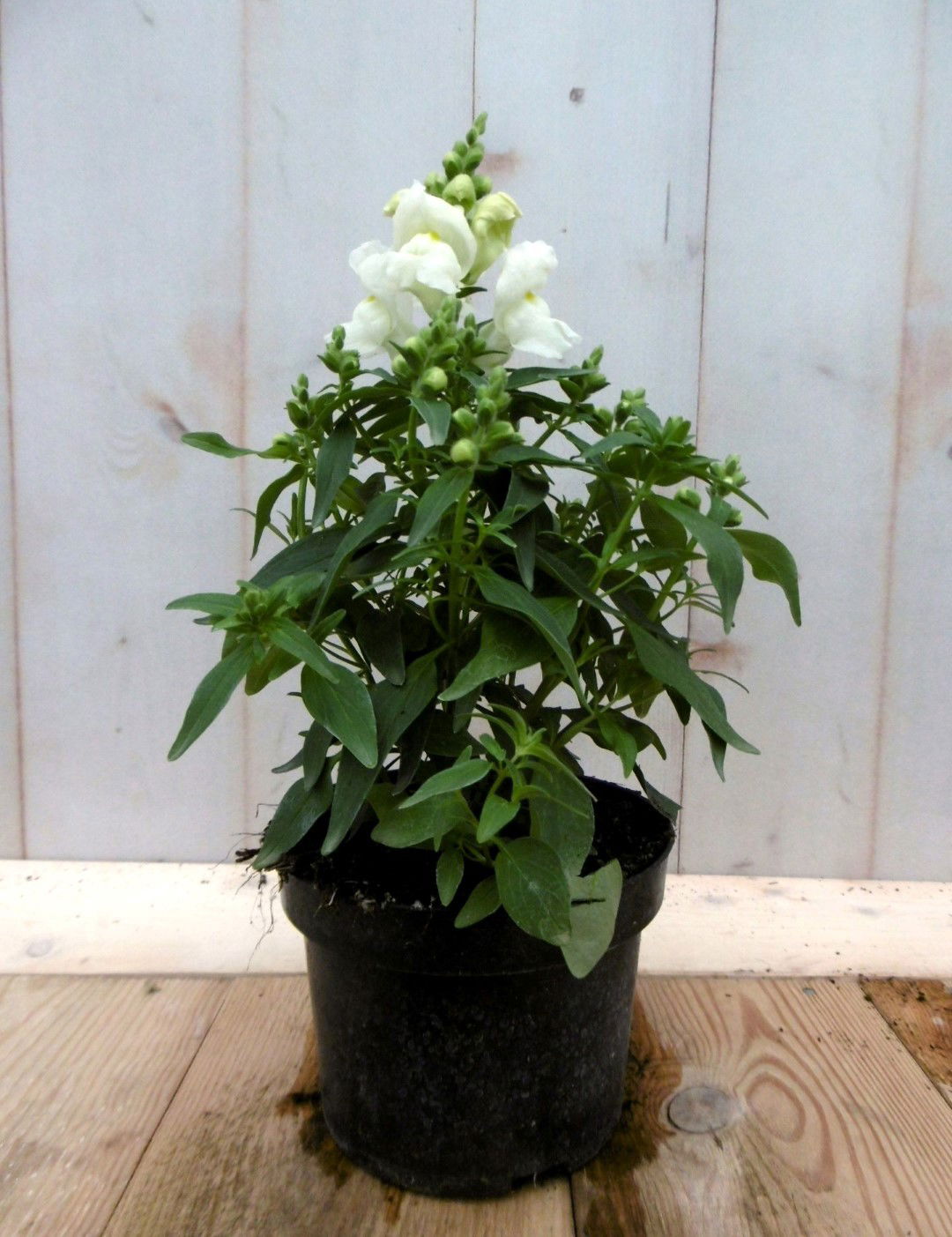 https://cdn.warentuin.nl/media/catalog/product/1/7/1728149900041272_2_warentuin_eenjarige_plant_leeuwenbek_eenjarig_wit_30_cm_eenj_141c.jpg