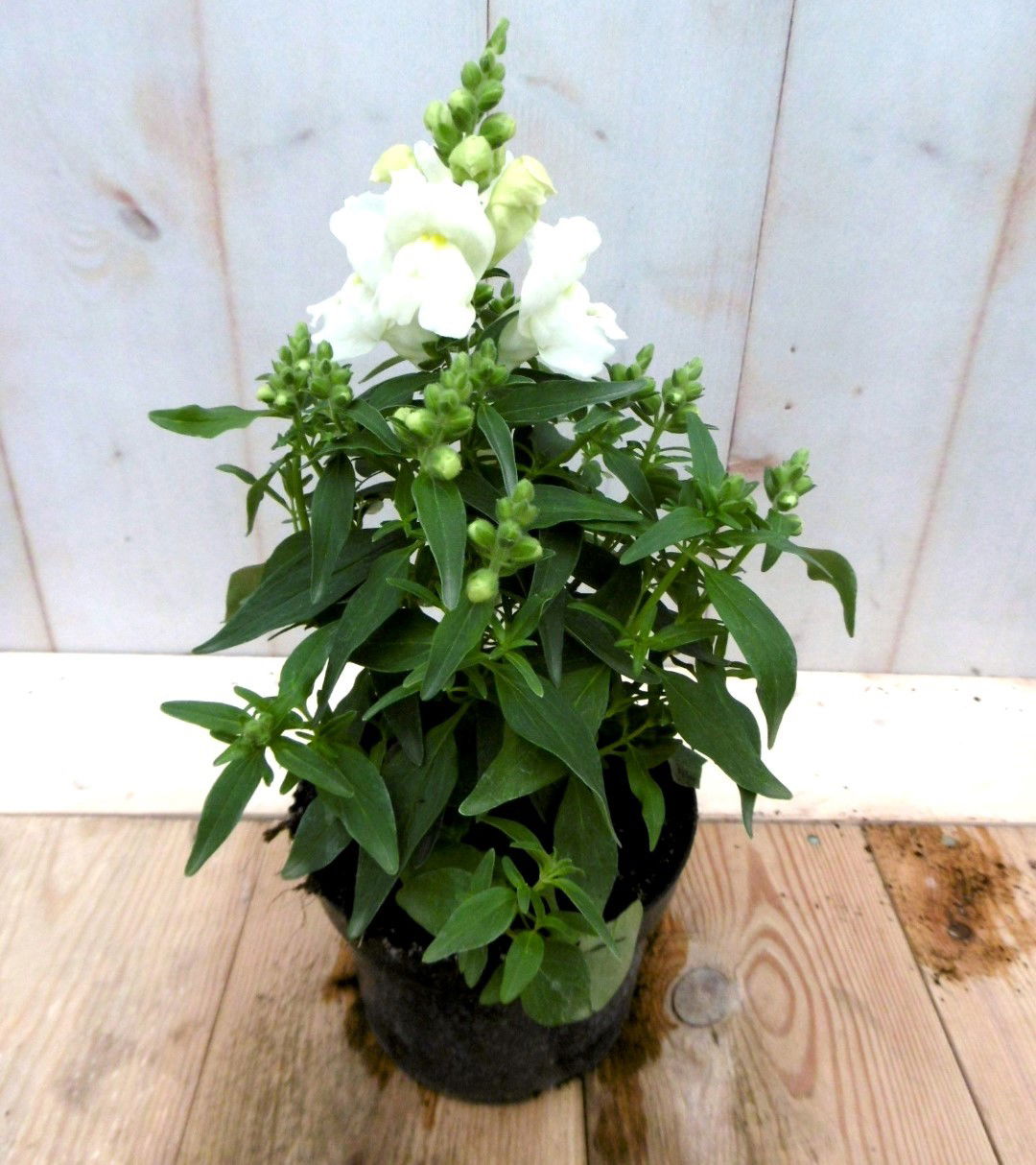 Warentuin natuurlijk 3 stuks! Leeuwenbek eenjarig wit 30 cm - 