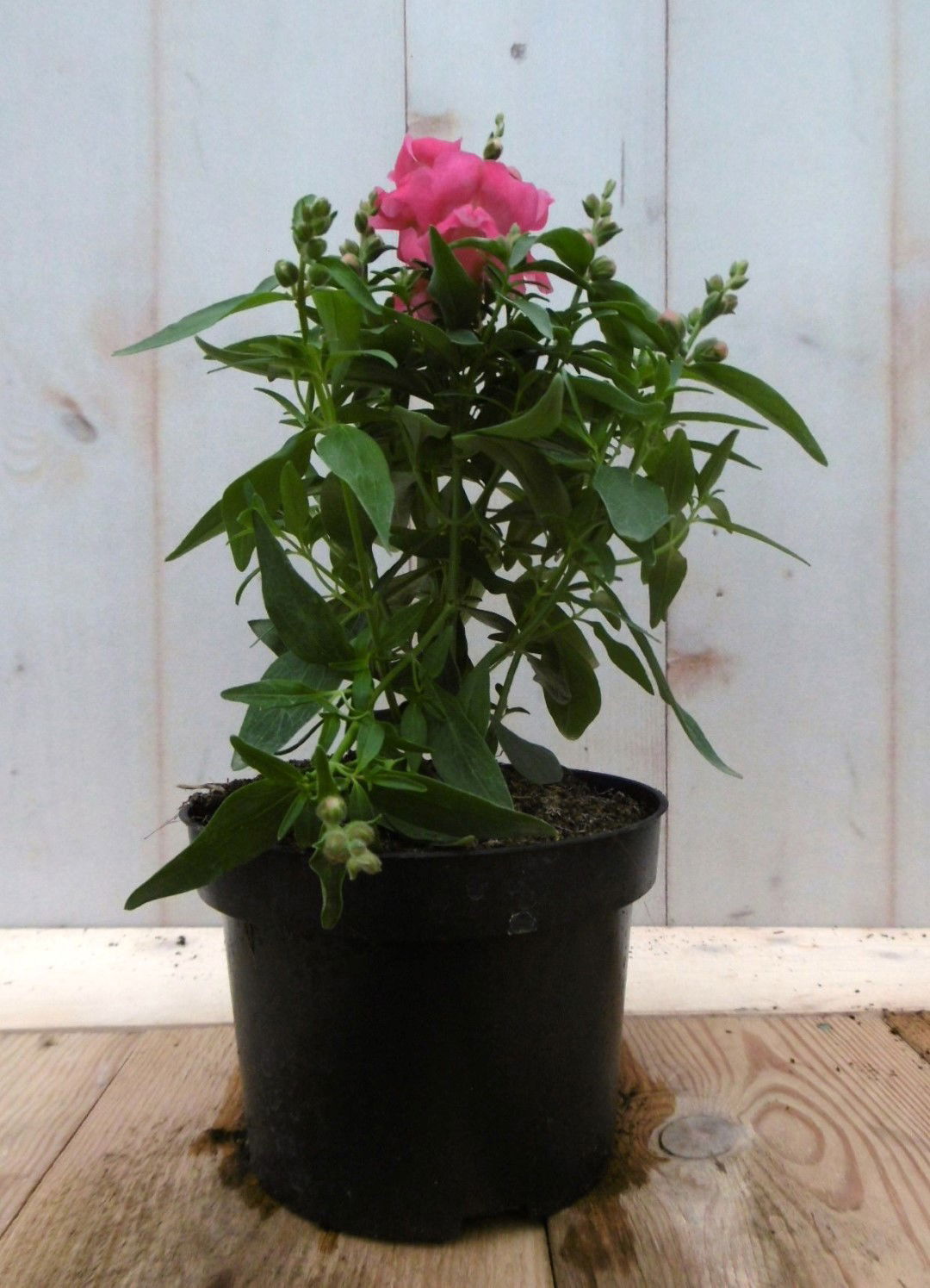 https://cdn.warentuin.nl/media/catalog/product/1/7/1728149900041273_2_warentuin_eenjarige_plant_leeuwenbek_eenjarig_roze_rood_30_c_23bb.jpg